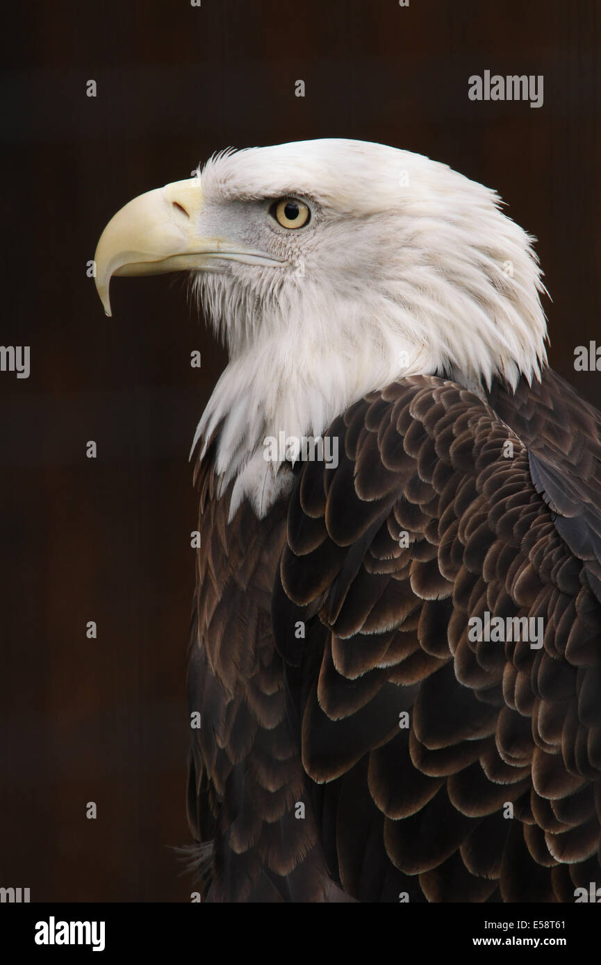 Bald Eagle in captivity. Head Stock Photo Alamy
