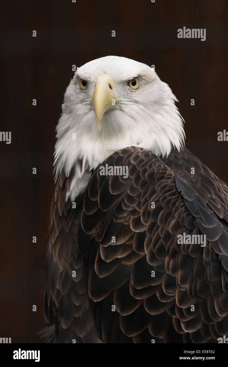 Bald Eagle in captivity. Head Stock Photo - Alamy