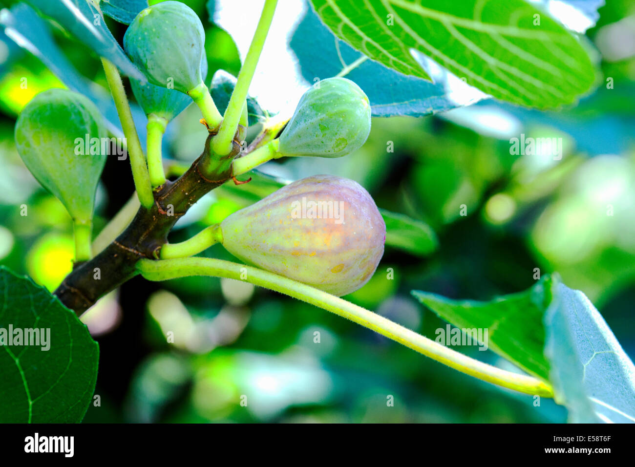 Fig tree fruit hires stock photography and images Alamy
