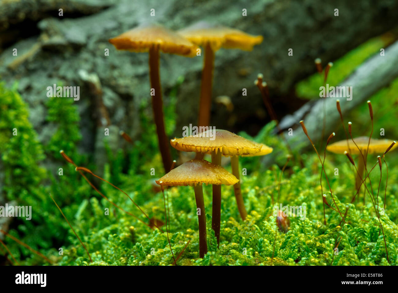 I found these mushrooms on a hike in West Virginia. Stock Photo