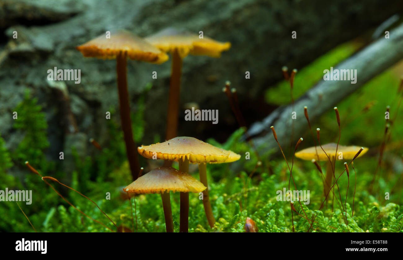 I found these mushrooms on a hike in West Virginia. Stock Photo