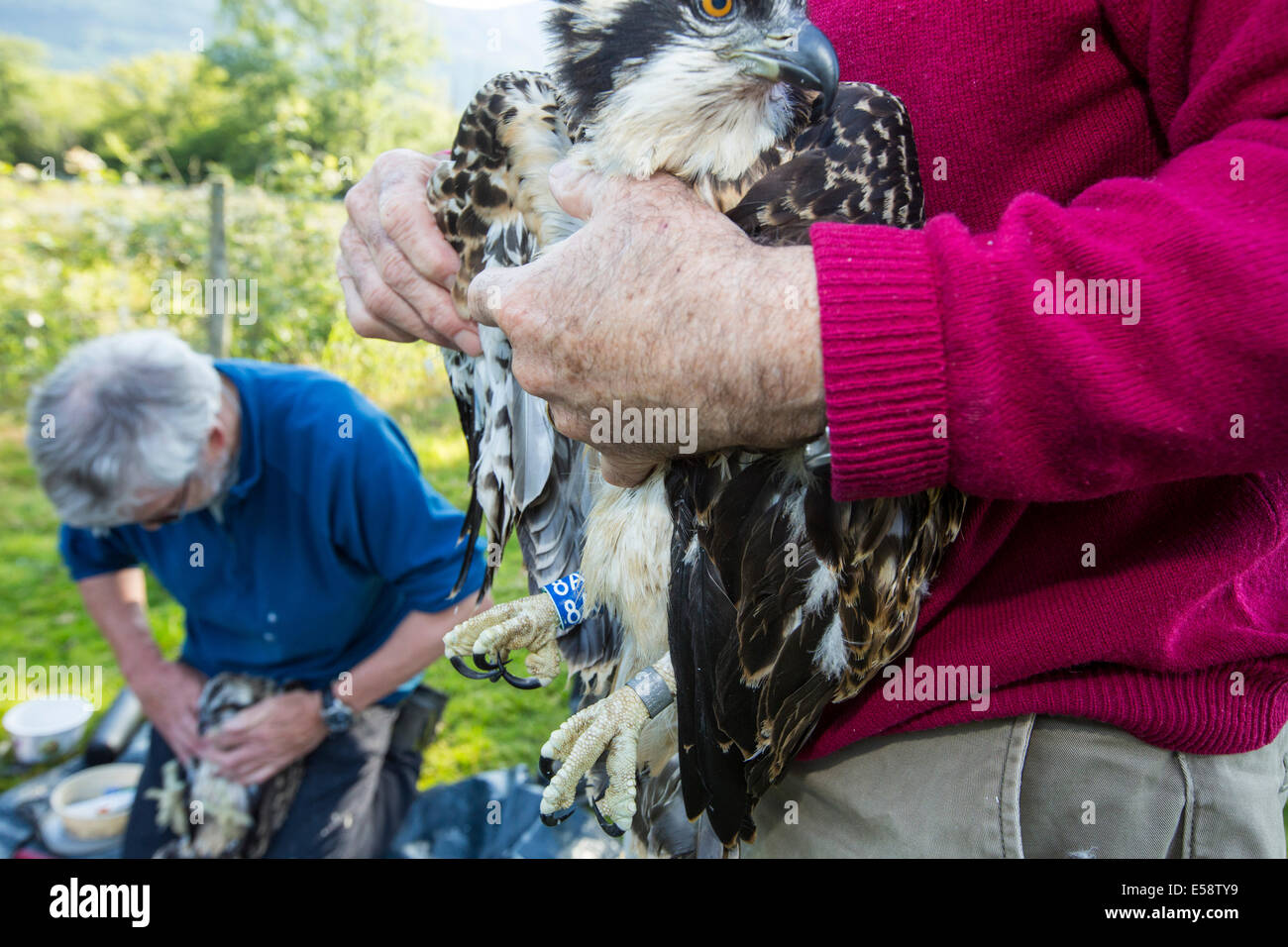 A young Osprey being ringed and fitted with a satellite tracker to ...