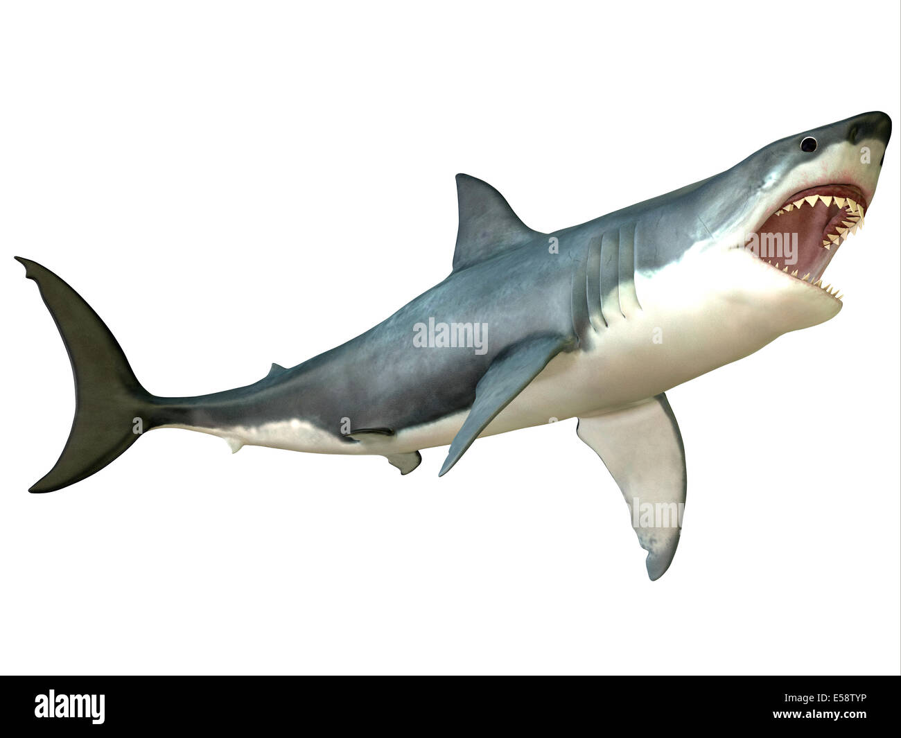 The Great White Shark is an apex-predator and is found throughout the world's seas. Stock Photo