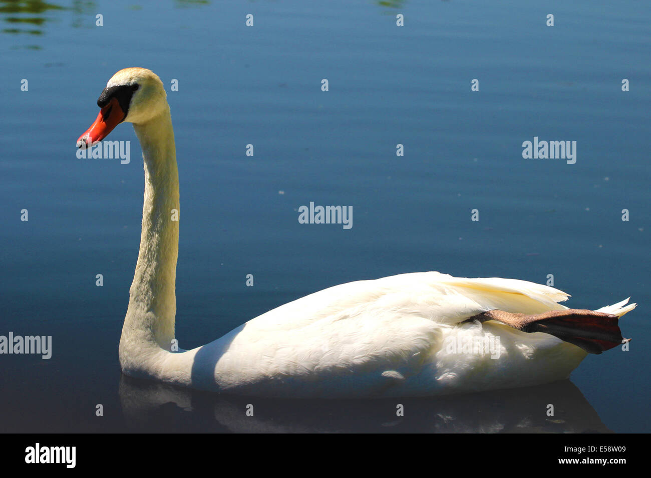 Mute Swans are large water birds who defend their territory with great diligence. Stock Photo