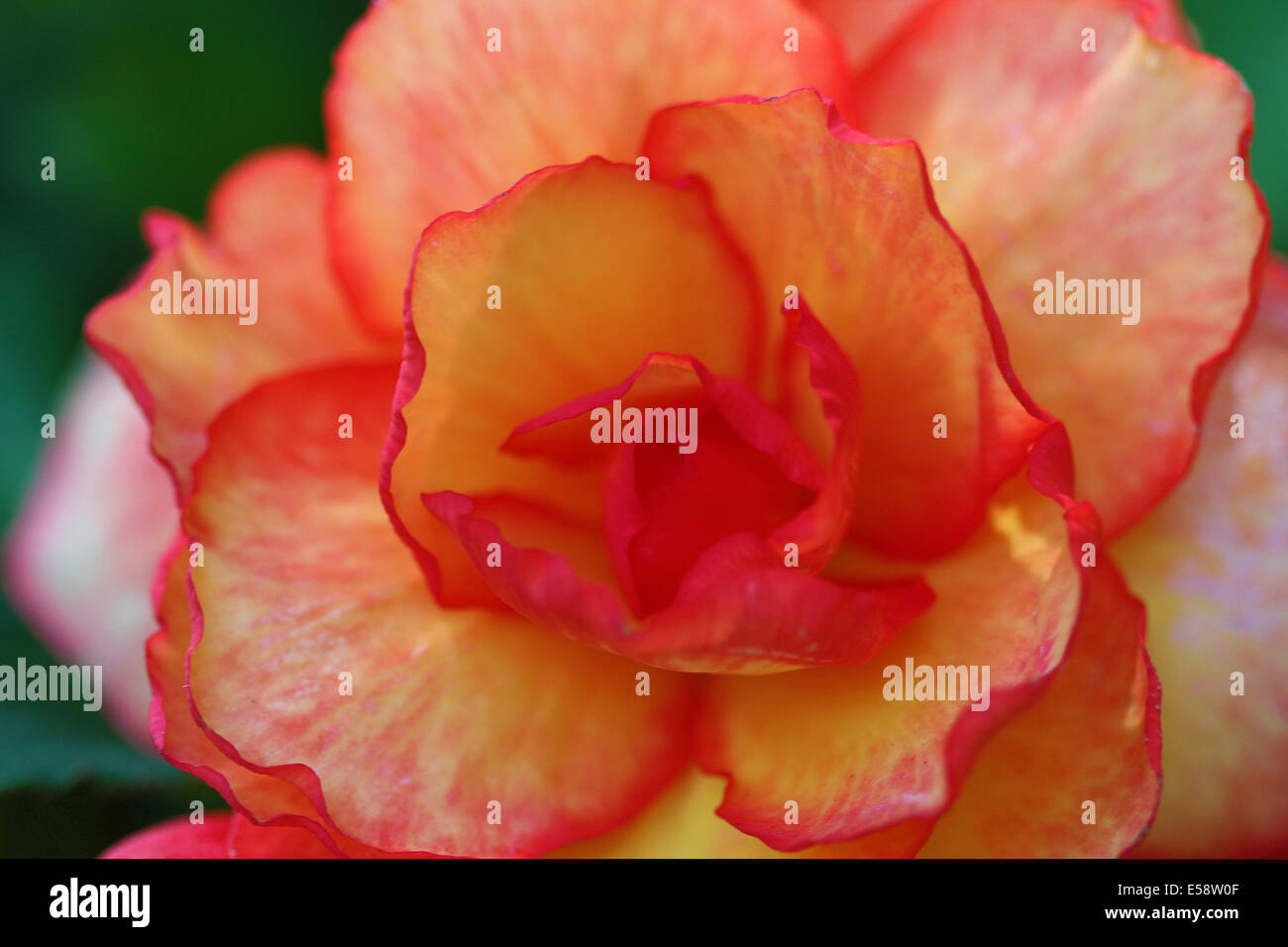 The Begonia is a perennial flower that can be grown indoors or outdoors. Stock Photo