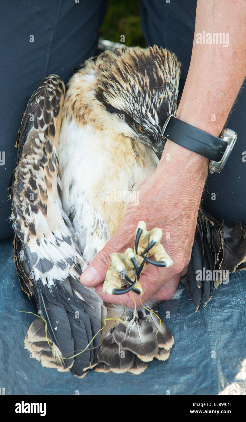 A young Osprey being ringed and fitted with a satellite tracker to ...