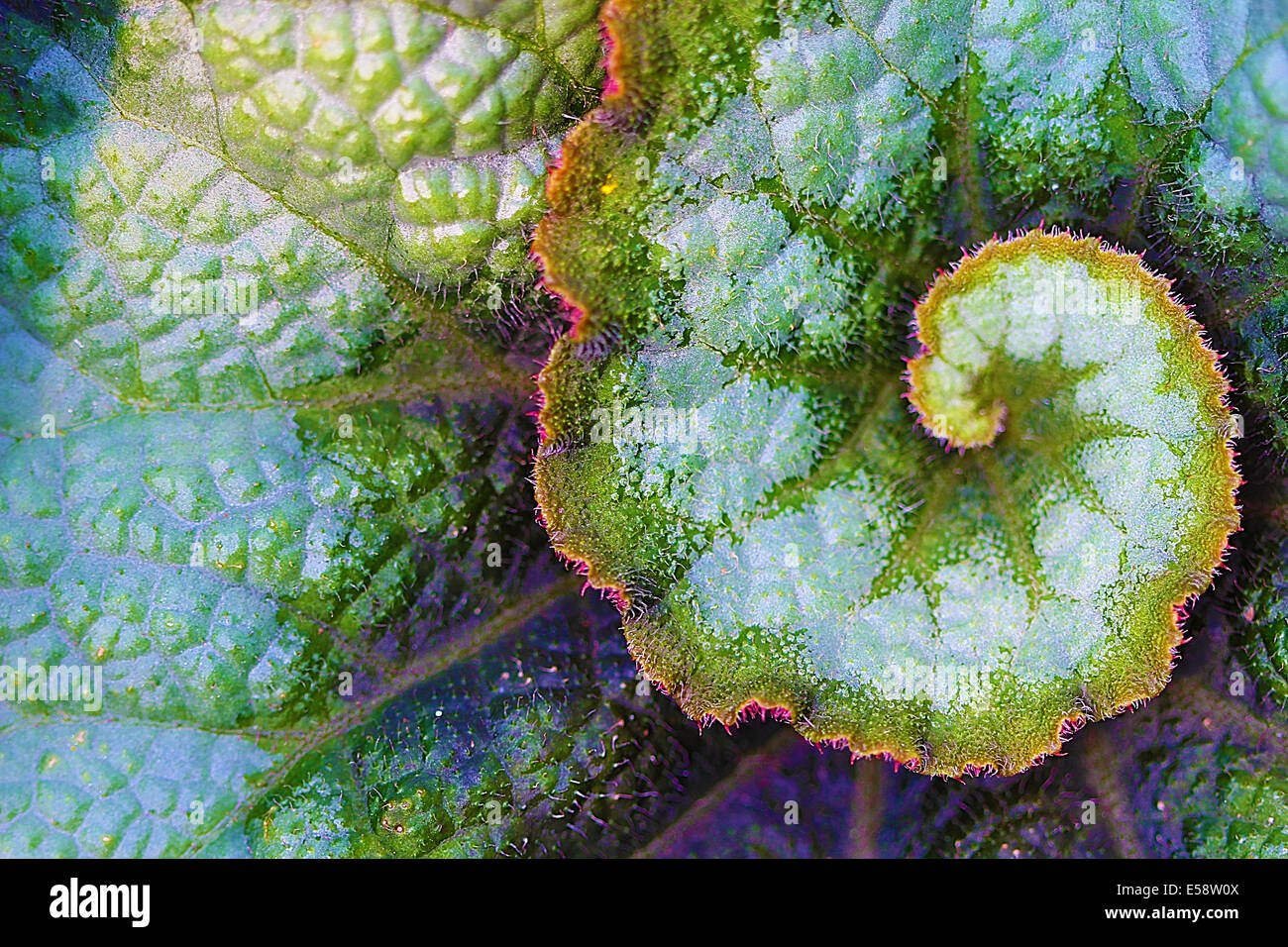 The Rex Begonia is known for its large hairy colorful leaves and is a perennial. Stock Photo