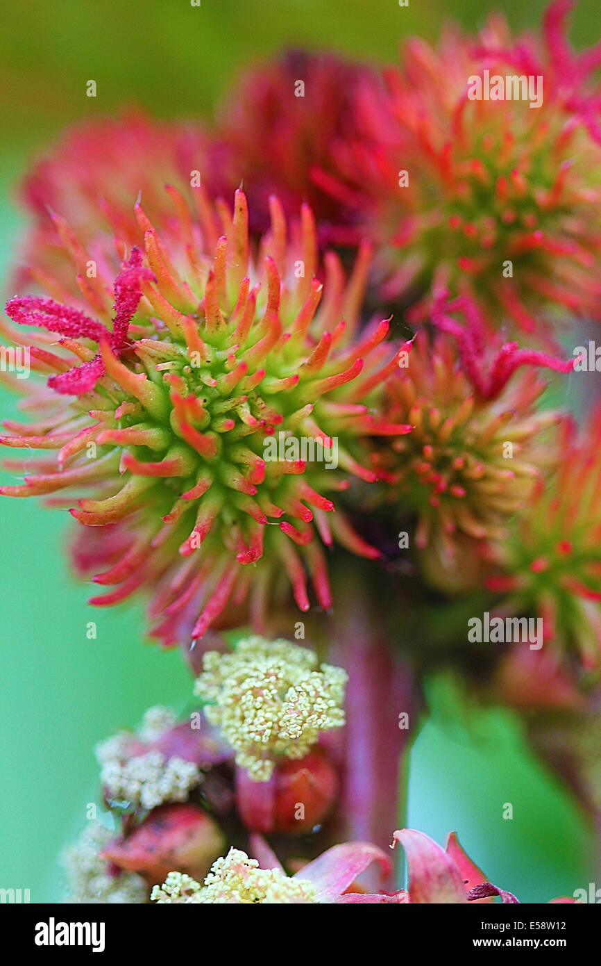 Sedum is a low growing foliage plant and comes in many perennial varieties. Stock Photo