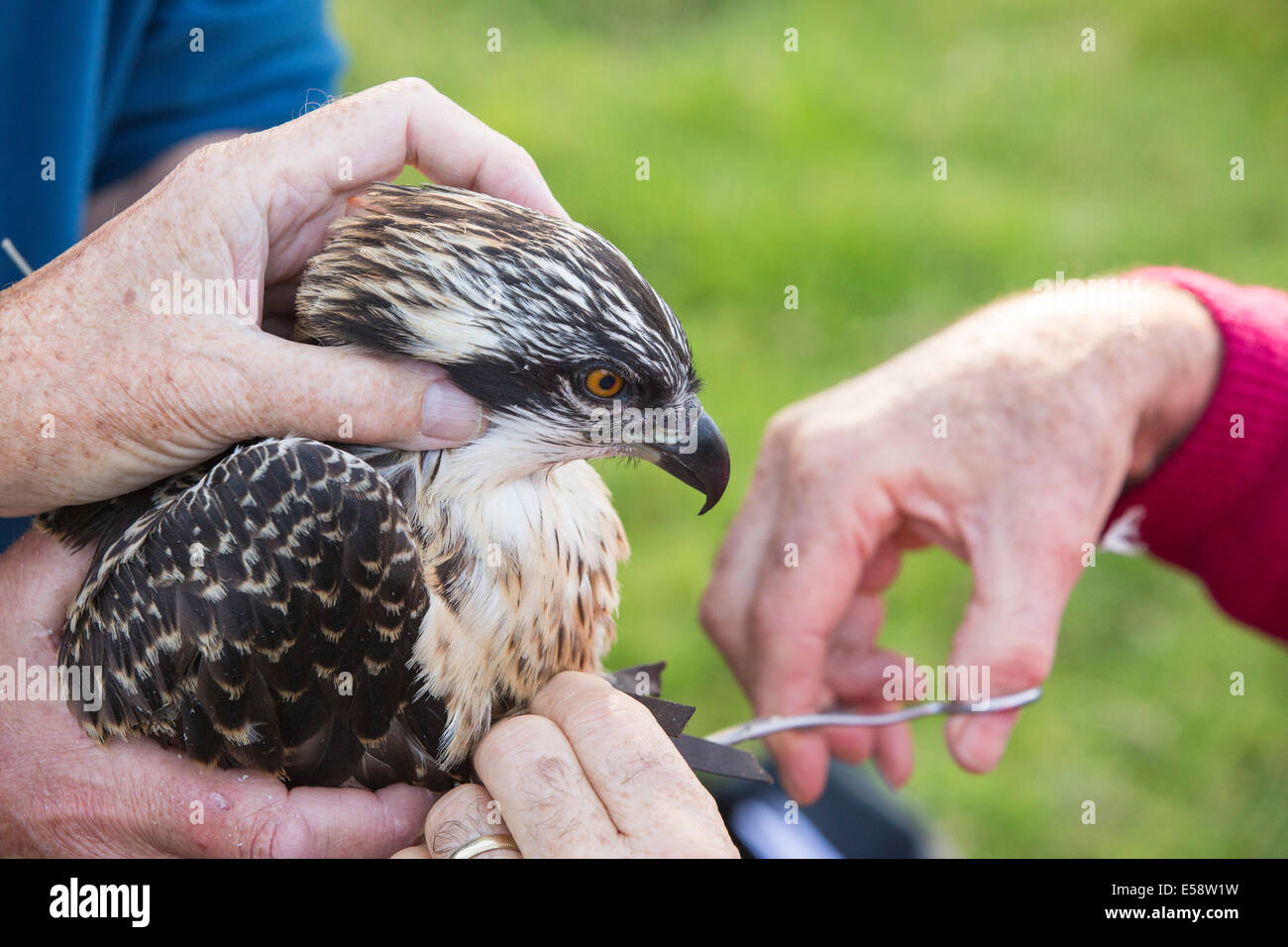 A young Osprey being ringed and fitted with a satellite tracker to ...
