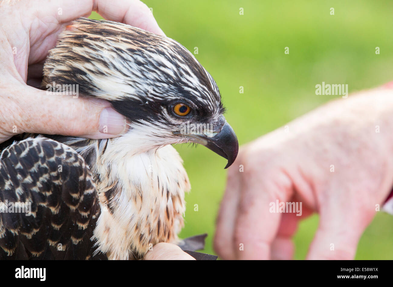 A young Osprey being ringed and fitted with a satellite tracker to ...