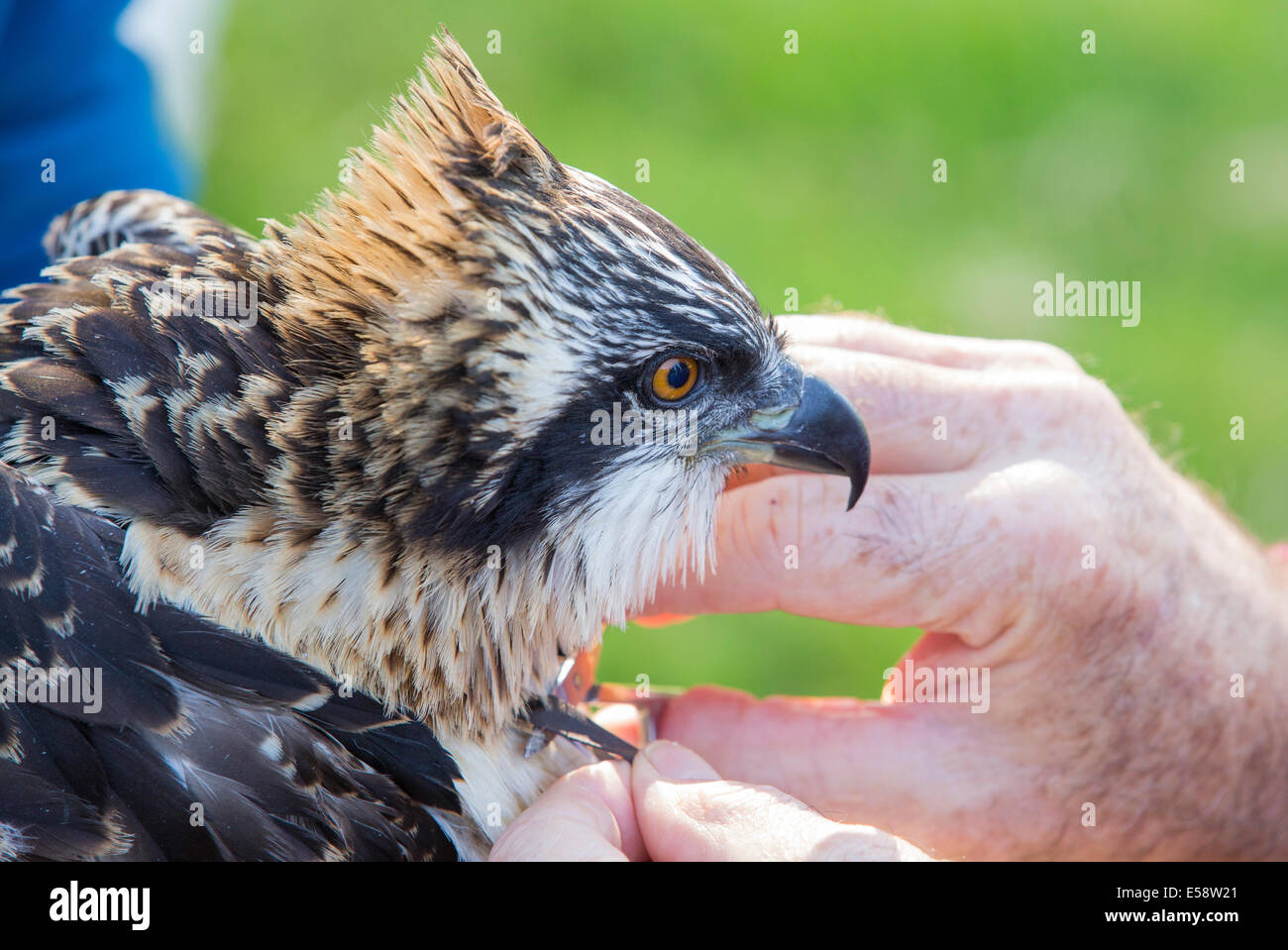 A young Osprey being ringed and fitted with a satellite tracker to ...