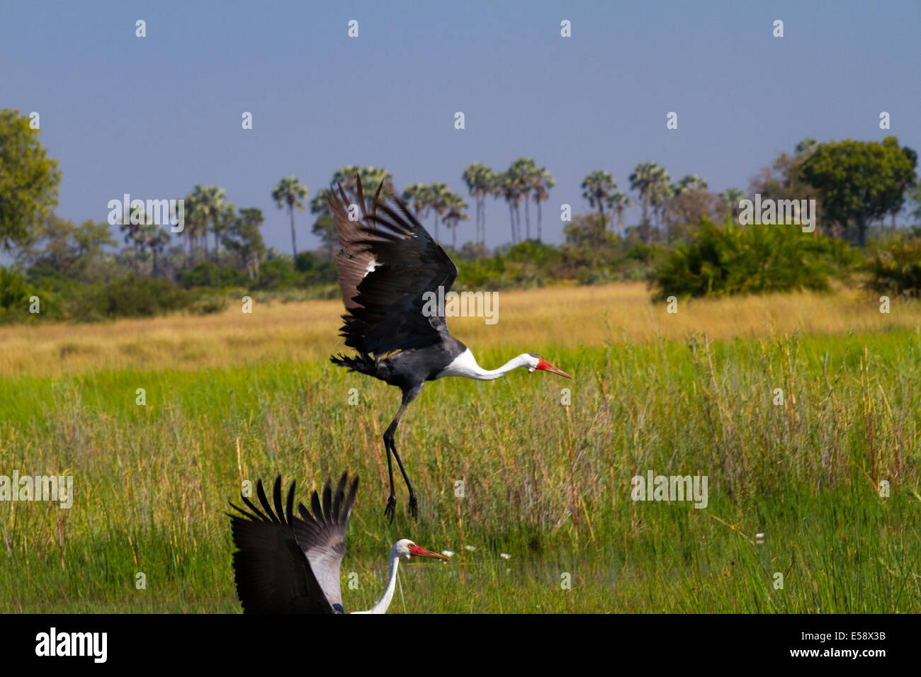 Wattled Crane, Okavango Delta, Botswana Stock Photo