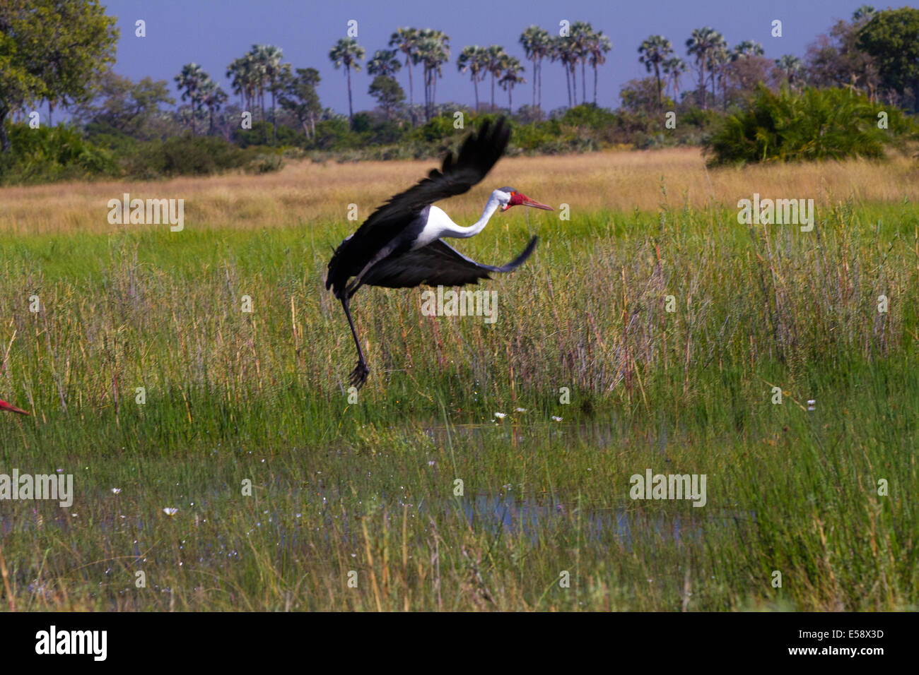 Wattled Crane, Okavango Delta, Botswana Stock Photo
