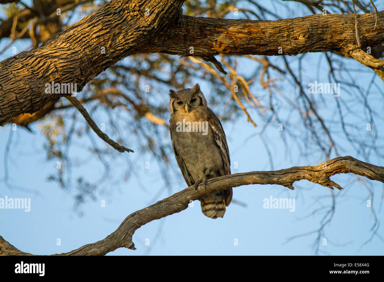 Verreaux's eagle-owl (also known as the milky eagle owl or giant eagle owl), The largest African Owl.  Okavango Delta Botswana. Stock Photo