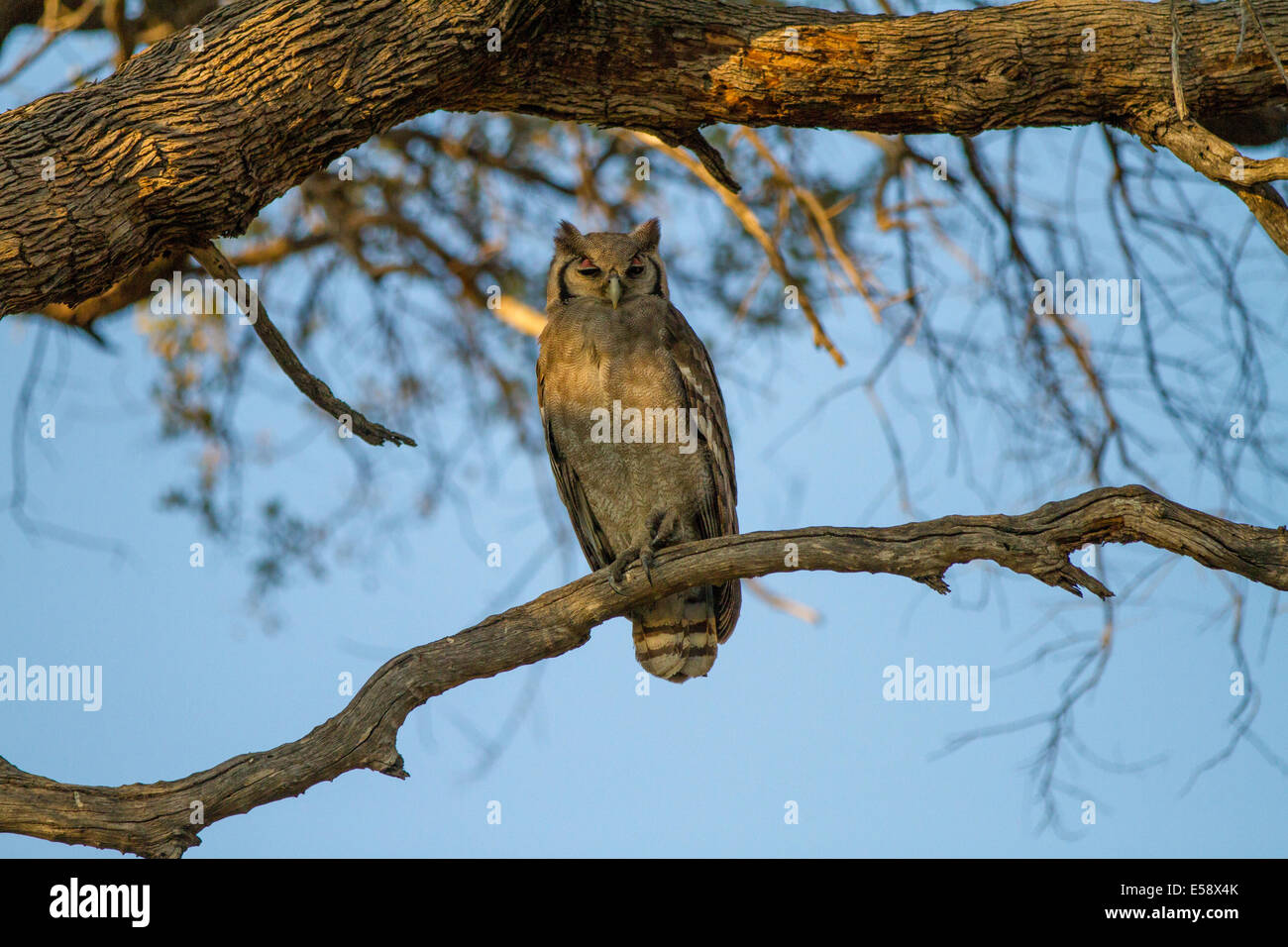 Verreaux's eagle-owl (also known as the milky eagle owl or giant eagle owl), The largest African Owl.  Okavango Delta Botswana. Stock Photo