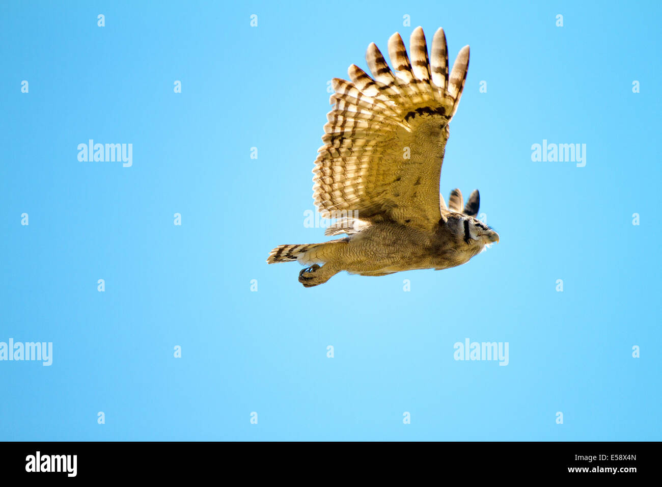 Verreaux's eagle-owl (also known as the milky eagle owl or giant eagle owl), The largest African Owl.  Okavango Delta, Botswana. Stock Photo