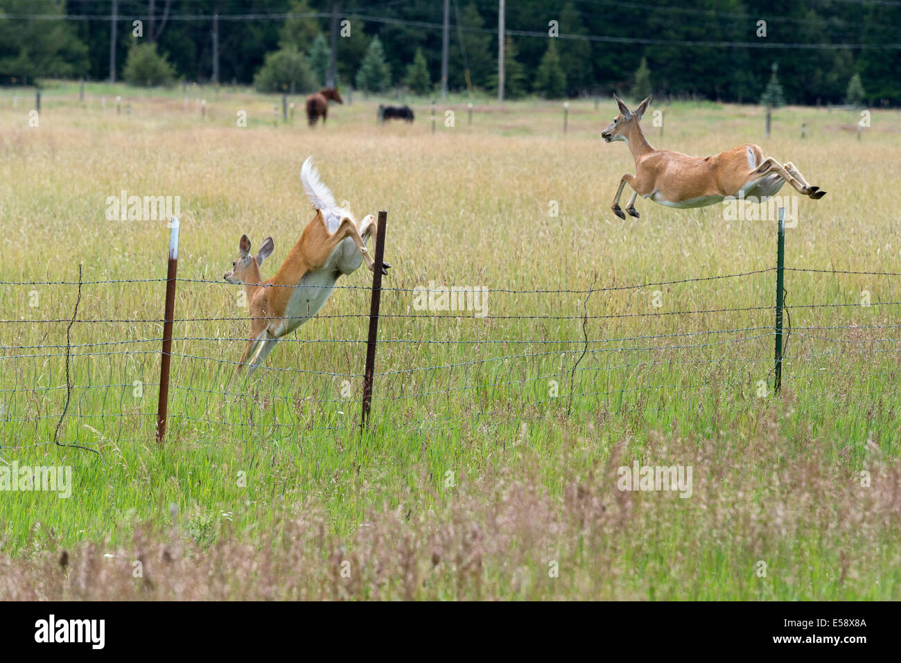Deer fence jump hires stock photography and images Alamy