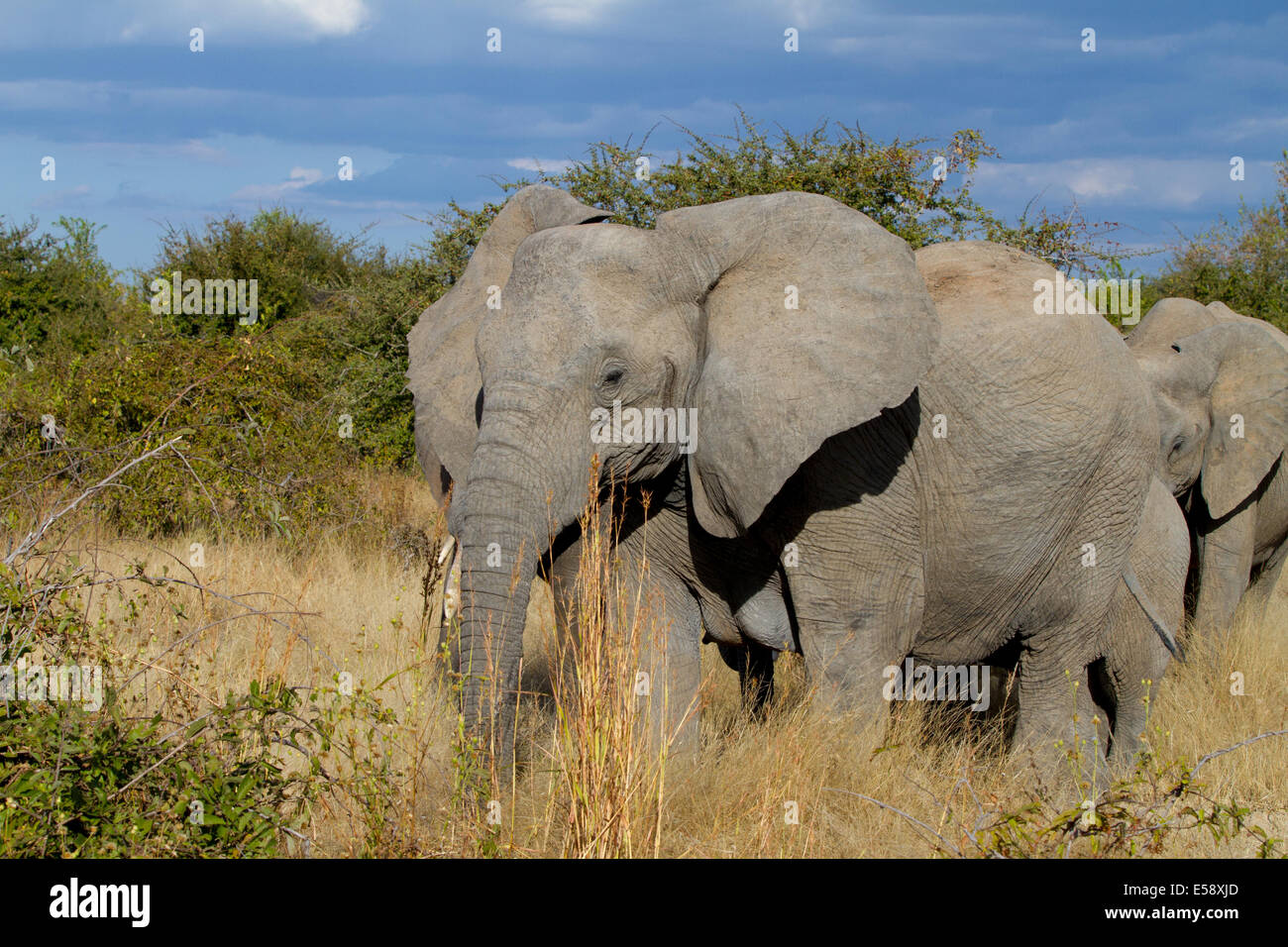 Elephants, Tanzania Stock Photo