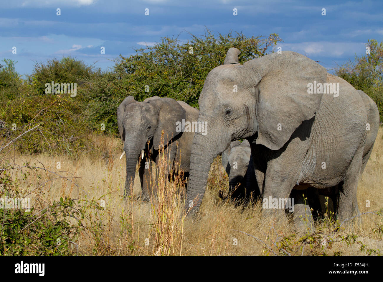 Elephants, Tanzania Stock Photo