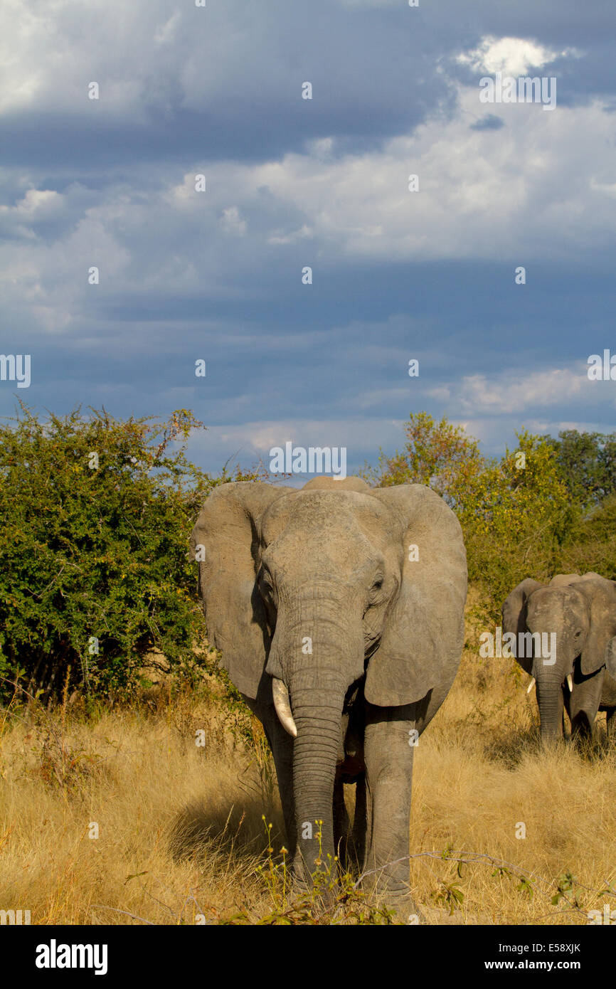Elephants, Tanzania Stock Photo