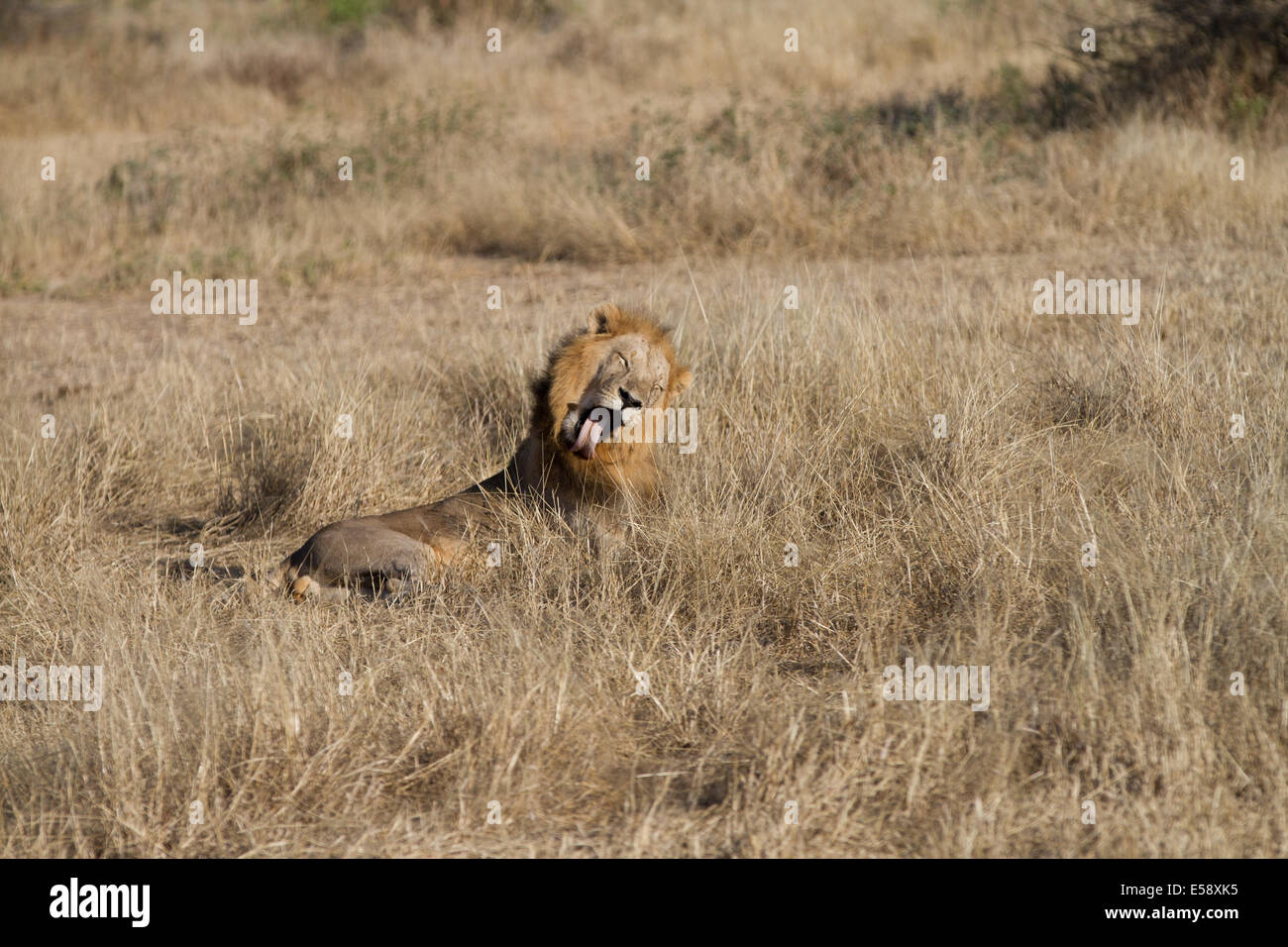 Lion Yawning, Tanzania Stock Photo