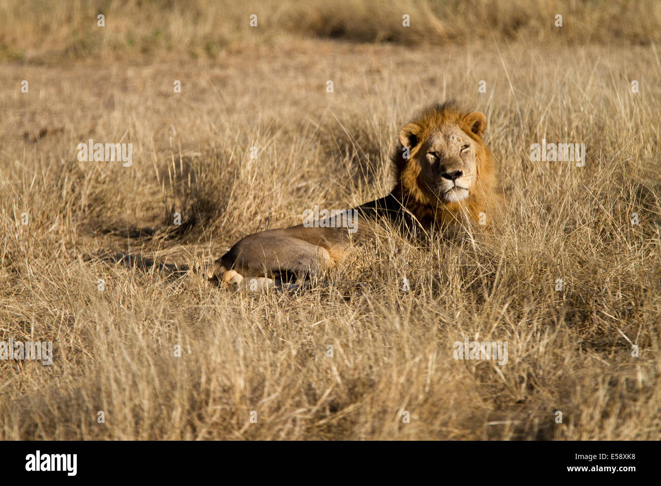 Lion, Tanzania Stock Photo