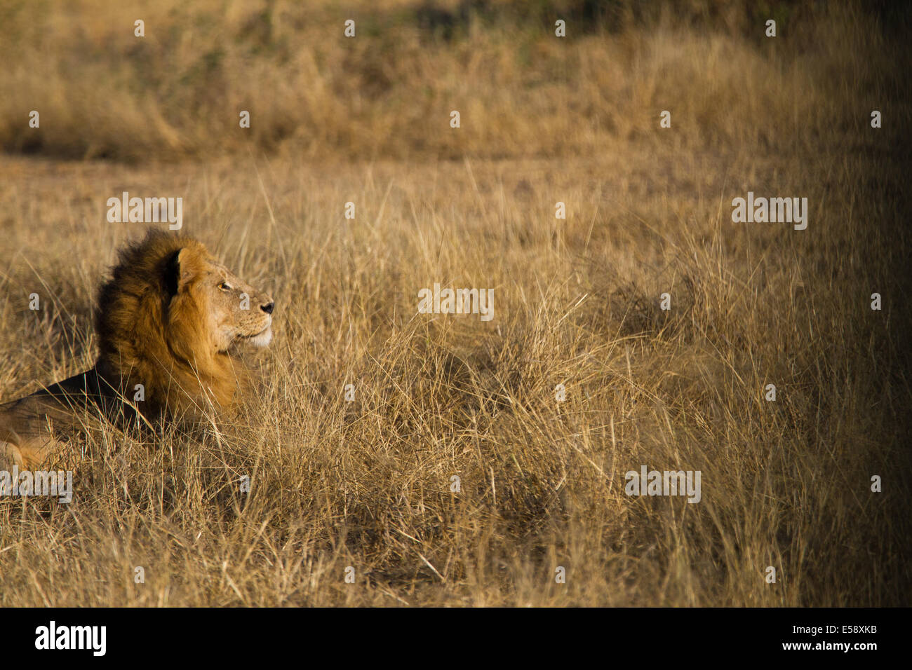 Lion, Tanzania Stock Photo