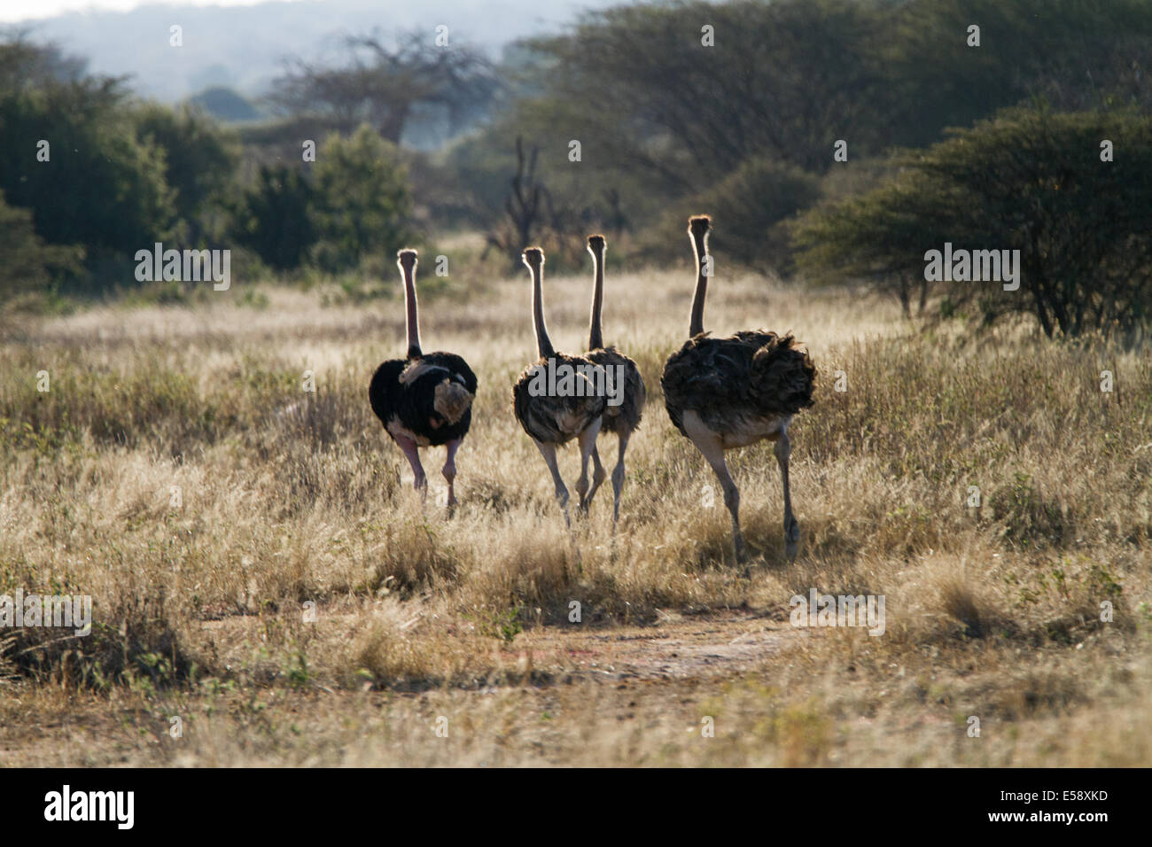 Ostriches, Tanzania Stock Photo