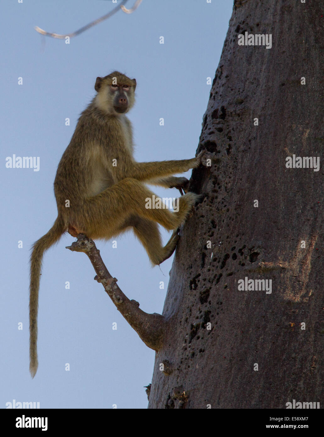 Baboon chilling in a tree Stock Photo