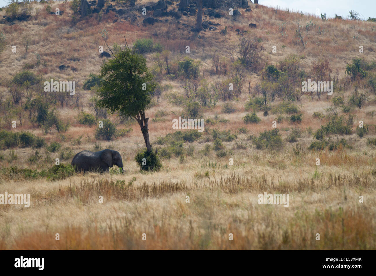 Elephant, Tanzania Stock Photo