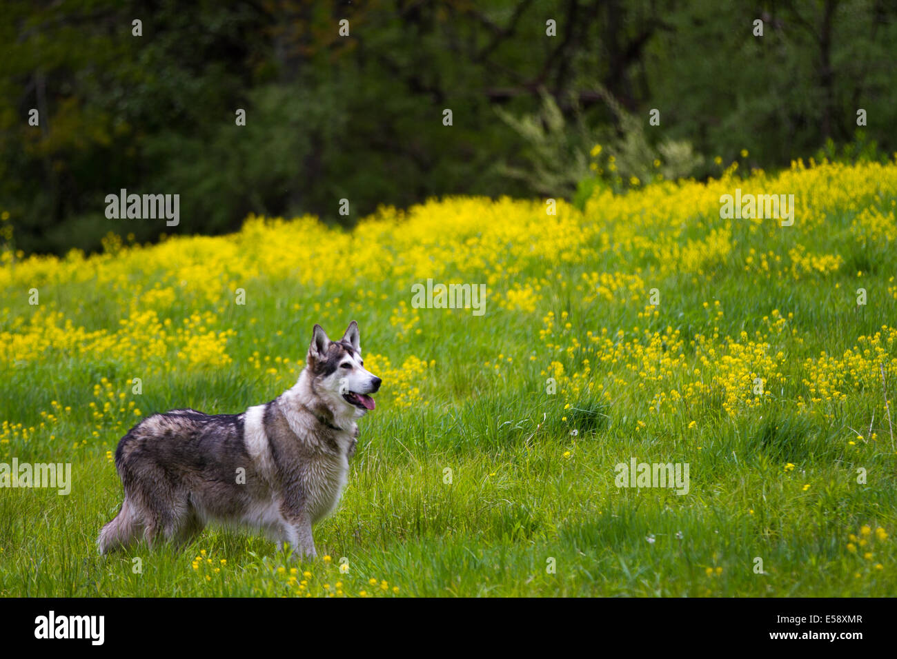 An Alaskan Malamute in a field of flowers Stock Photo