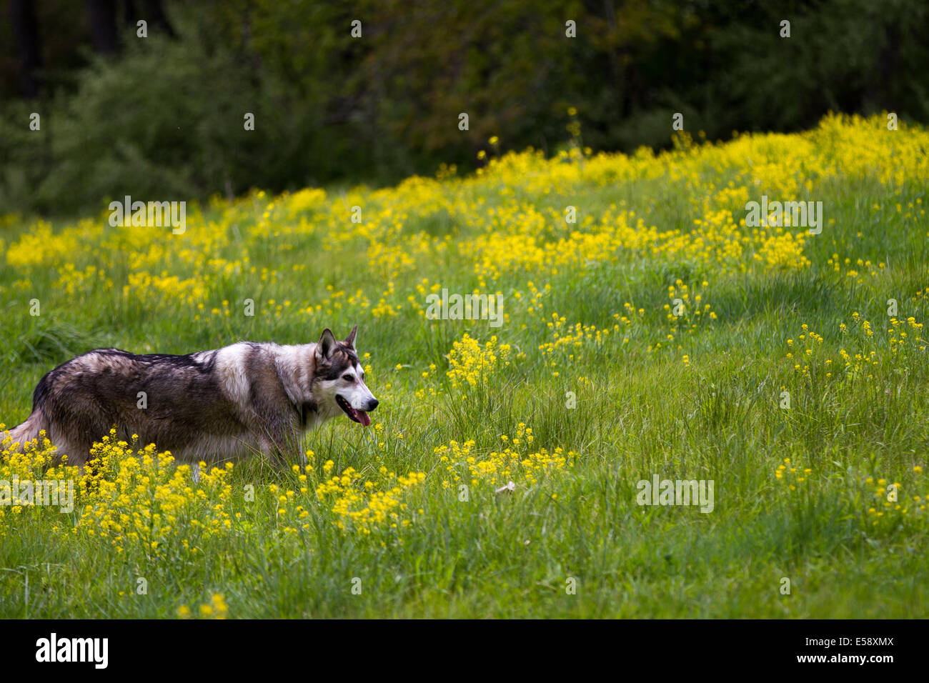 malamute wolf dogs