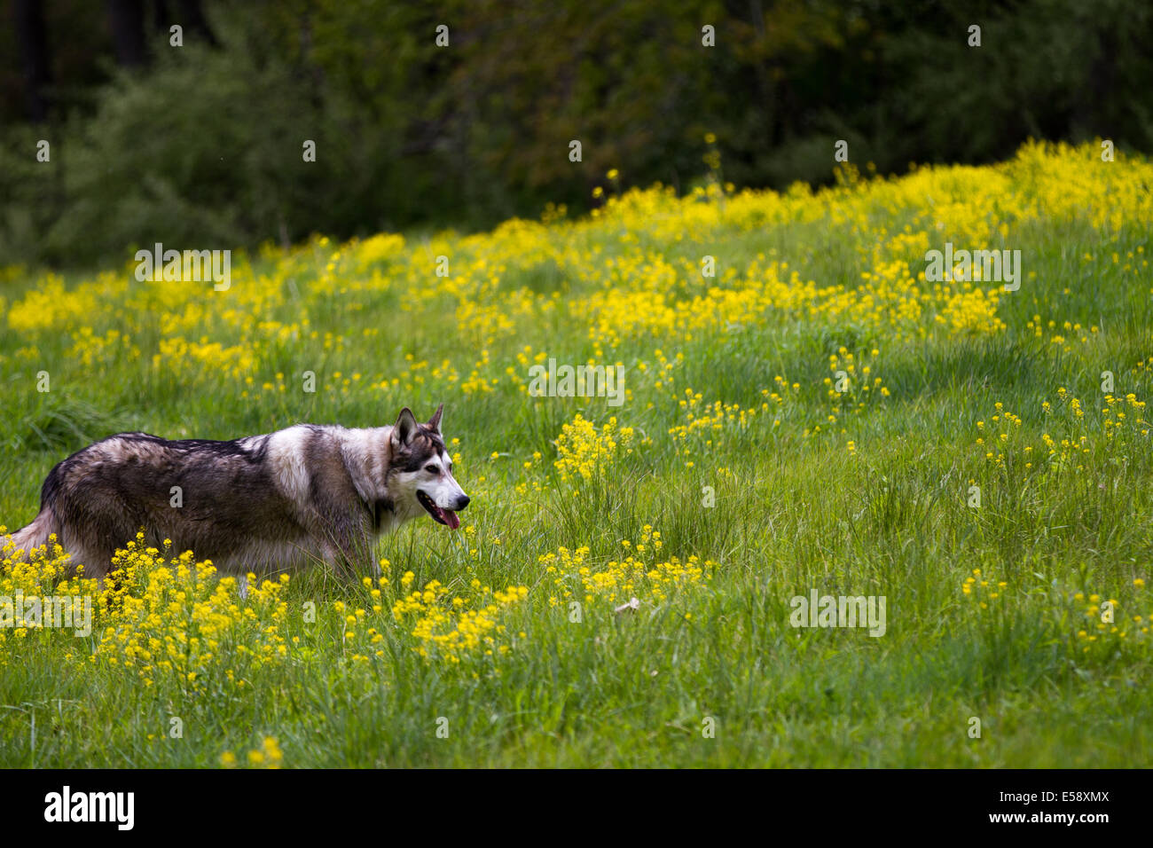 An Alaskan Malamute in a field of flowers Stock Photo