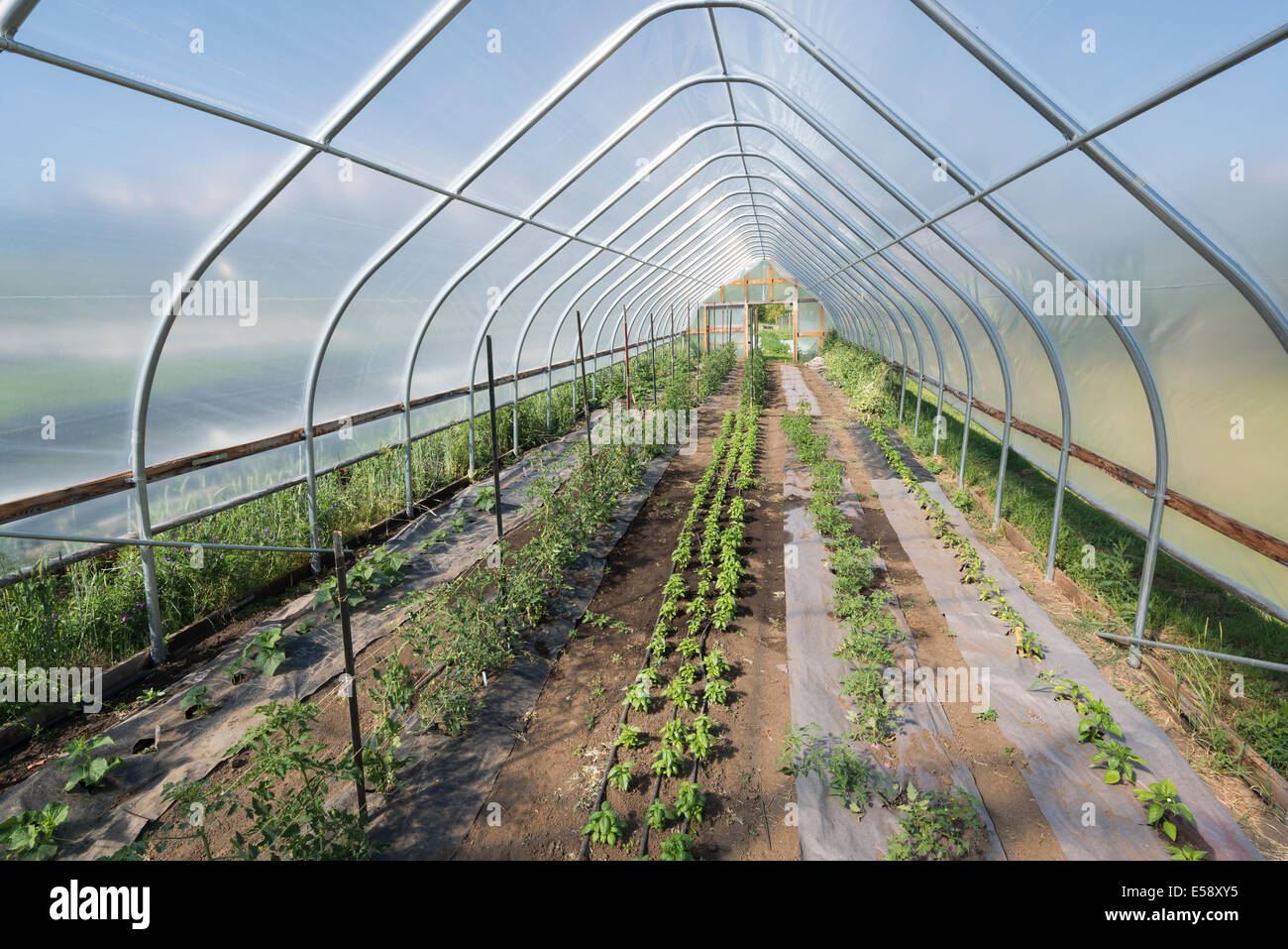 Greenhouse on a farm in Oregon's Wallowa Valley. Stock Photo