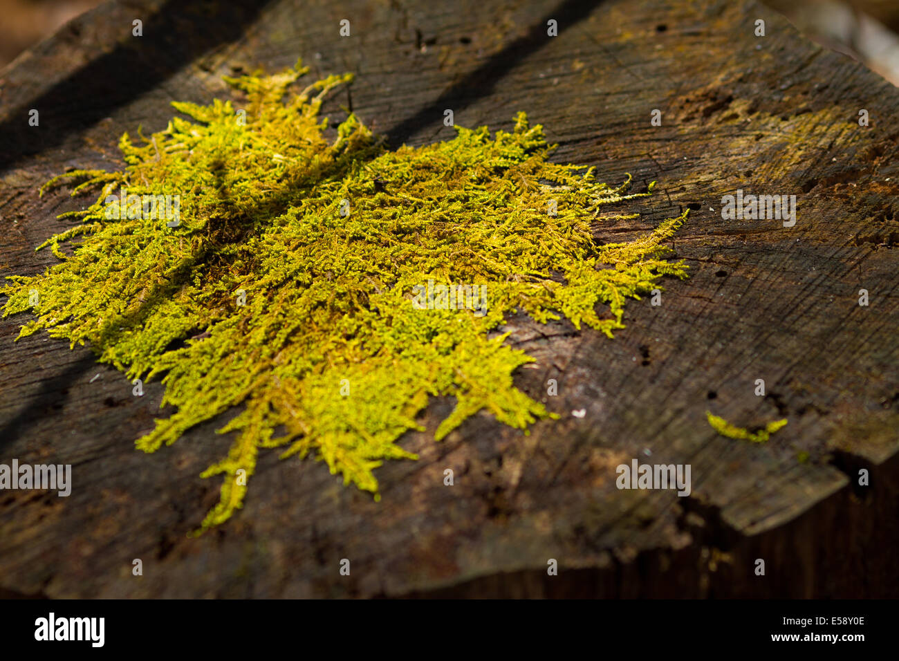 Moss on a stump, West Virginia Stock Photo