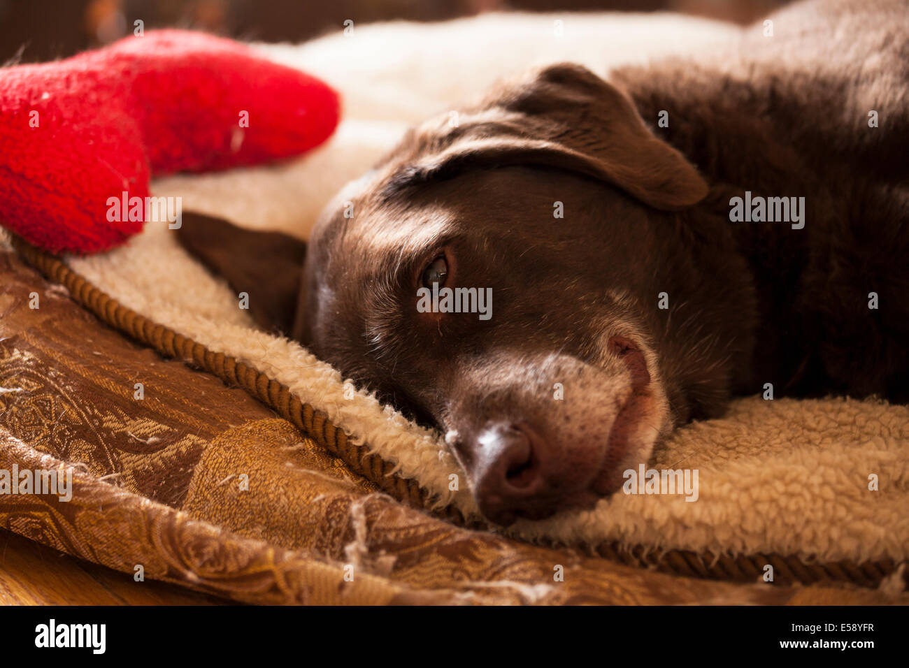 A Chocolate Lab laying down on her bed with a red bone laying nearby. Ontario, Canada. Stock Photo