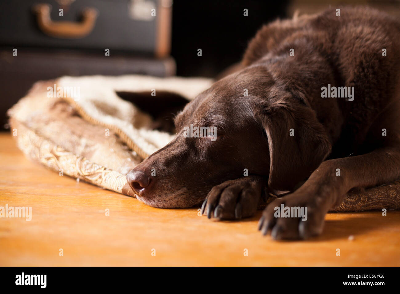A female Chocolate Lab laying down on her bed with her eyes almost closed. Ontario, Canada. Stock Photo