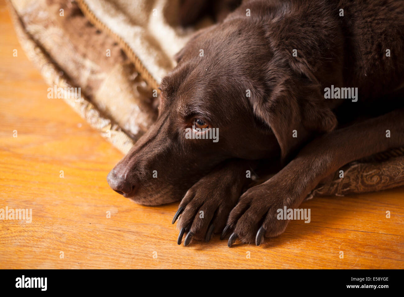 A female Chocolate Lab laying down on her bed. Ontario, Canada. Stock Photo