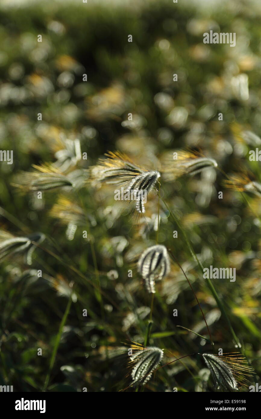 Grass in seed in soft glowing light. Stock Photo