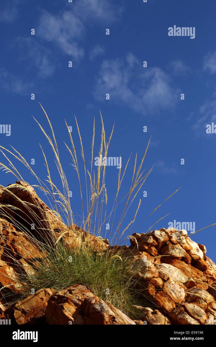 Seeds Among Rocks Spinifex grass in seed among rocks with blue sky and clouds behind ...