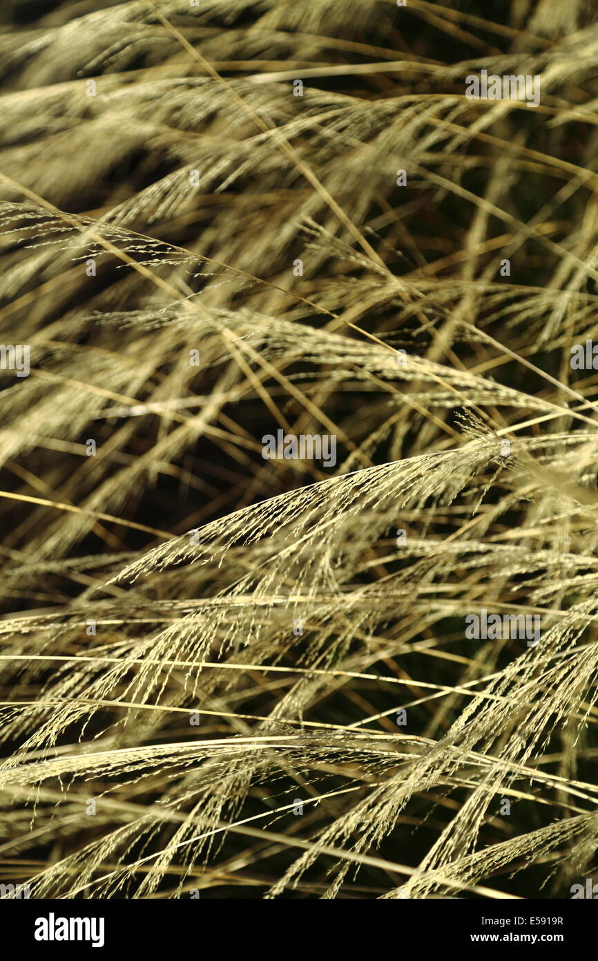 Grass in seed glows in dawns early light. Stock Photo