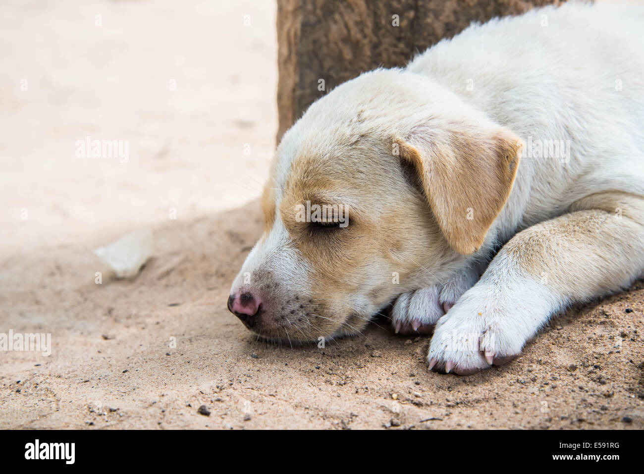 Lonely dog in a home in the country. Stock Photo