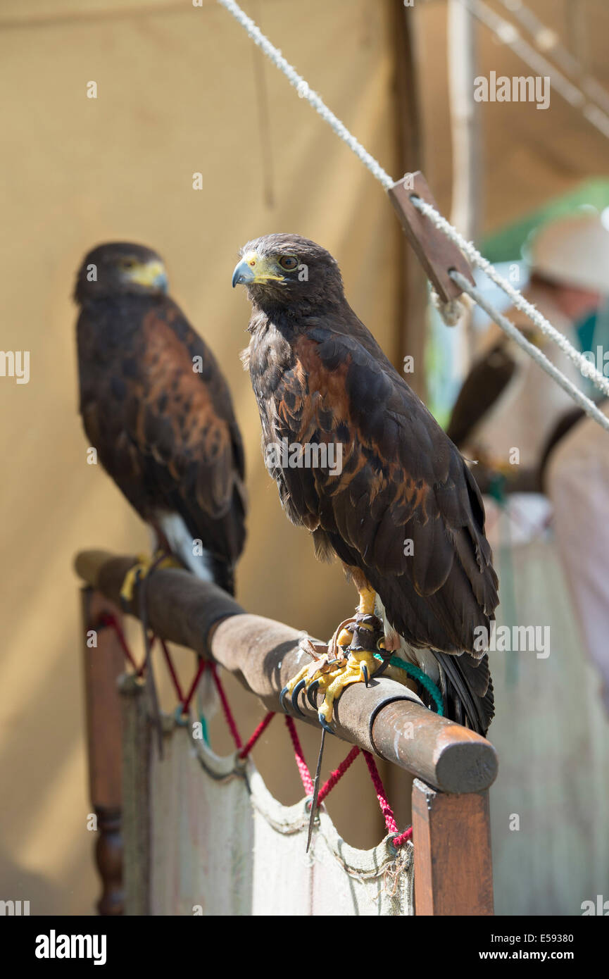 Captive Falconers Harris Hawks at Tewkesbury medieval festival, Gloucestershire, England Stock Photo