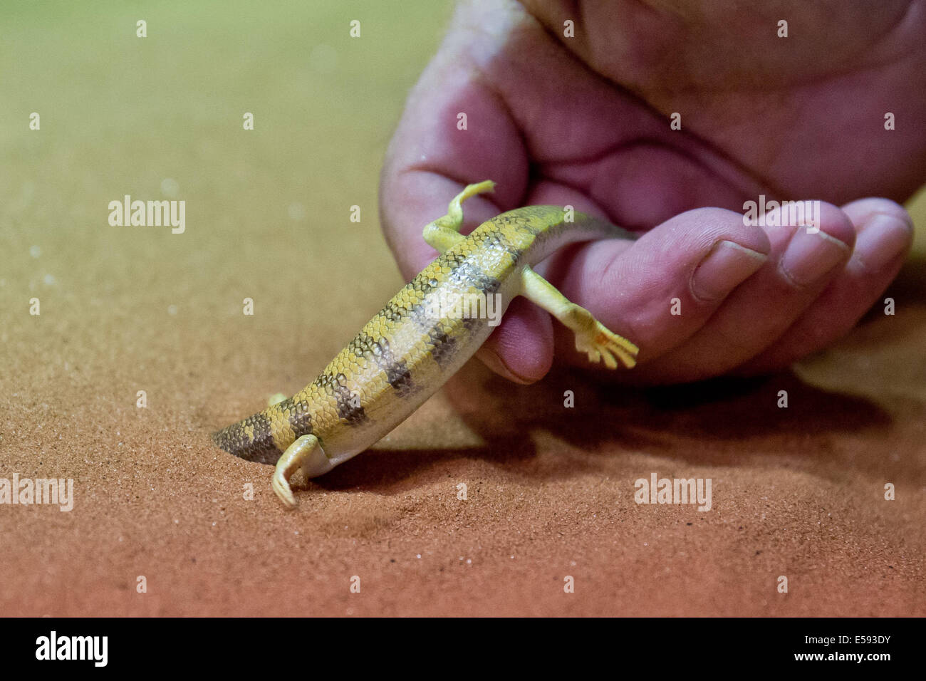 Nuremberg, Germany. 23rd July, 2014. A sandfish, a species of skink, dives into the sand in the new 'Bionicum' in the Tiergarten in Nuremberg, Germany, 23 July 2014. Scientists try to recreate muscles artificially to make robots lighter and more agile. In the new permanent exhibition 'Bionicum' visitors are shown how often engineers are inspired by nature. Photo: Daniel Karmann/dpa/Alamy Live News Stock Photo