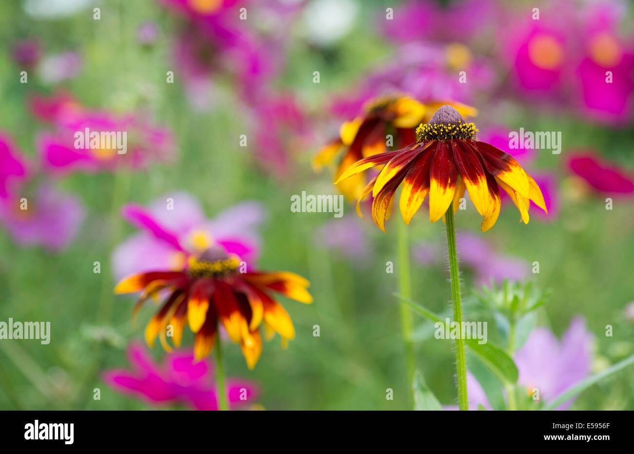 Summer flower border hi-res stock photography and images - Alamy