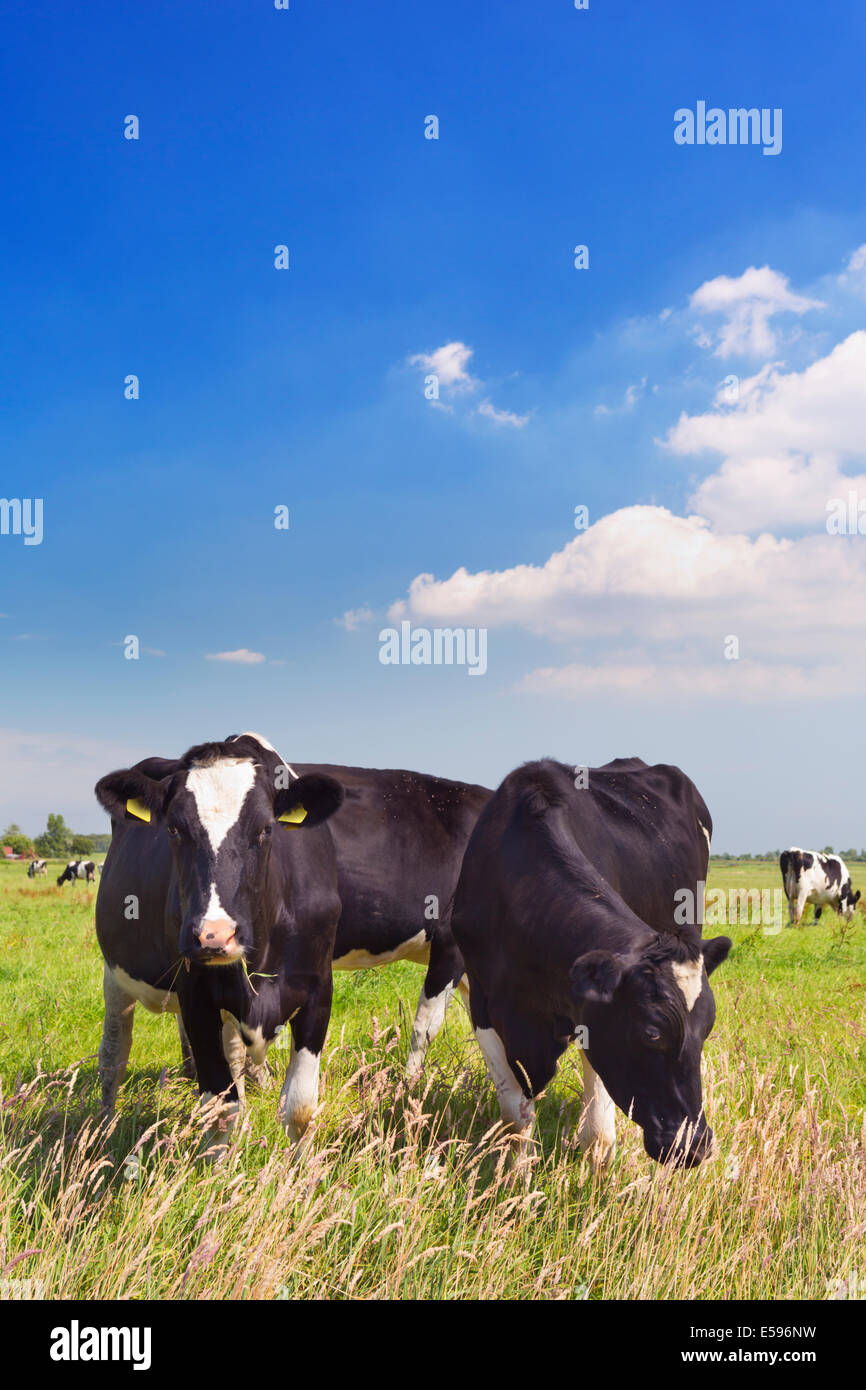 Cows in a field Stock Photo