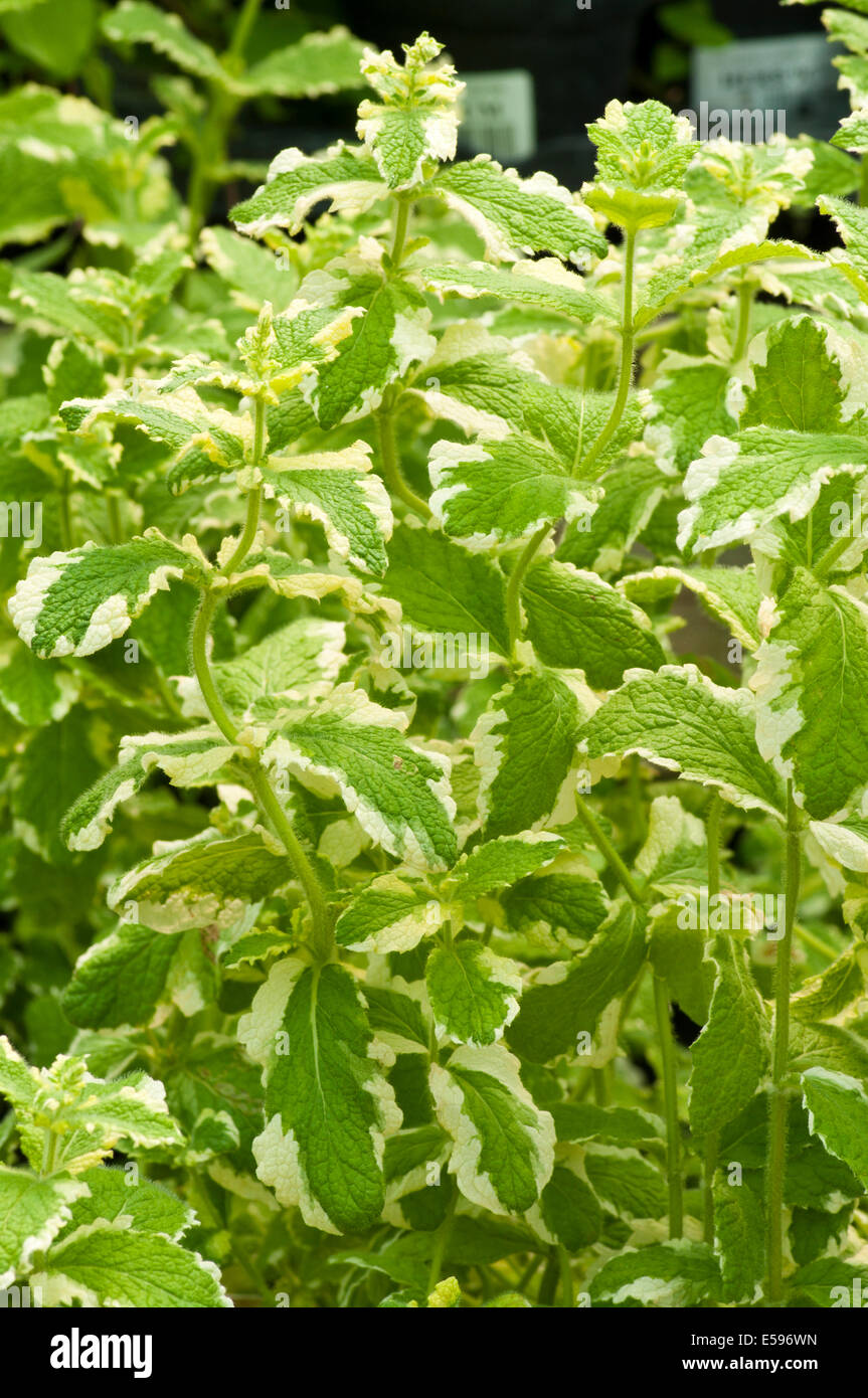 Mentha suaveolens commonly known as variegated apple mint Stock Photo