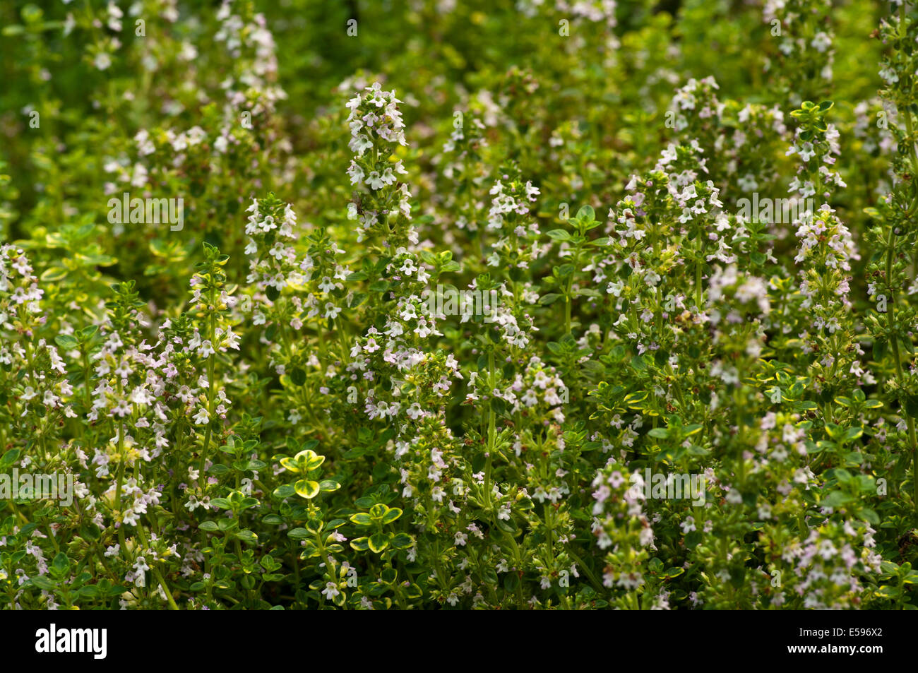 Thymus citriodorus commonly known as Lemon Variegated Thyme Stock Photo