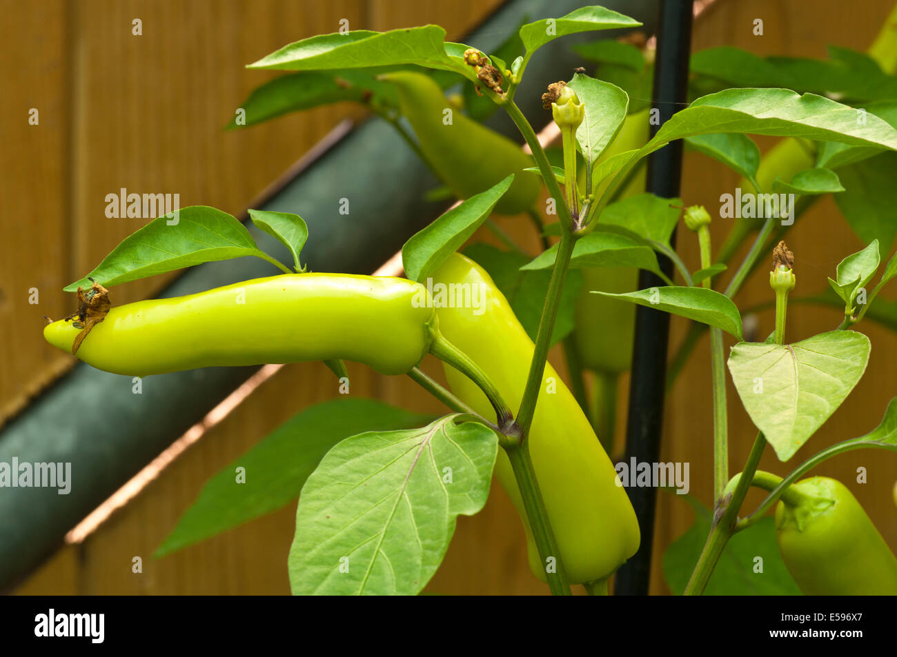 Capsicum annuum commonly known as Banana Pepper, yellow wax pepper or banana chili Stock Photo