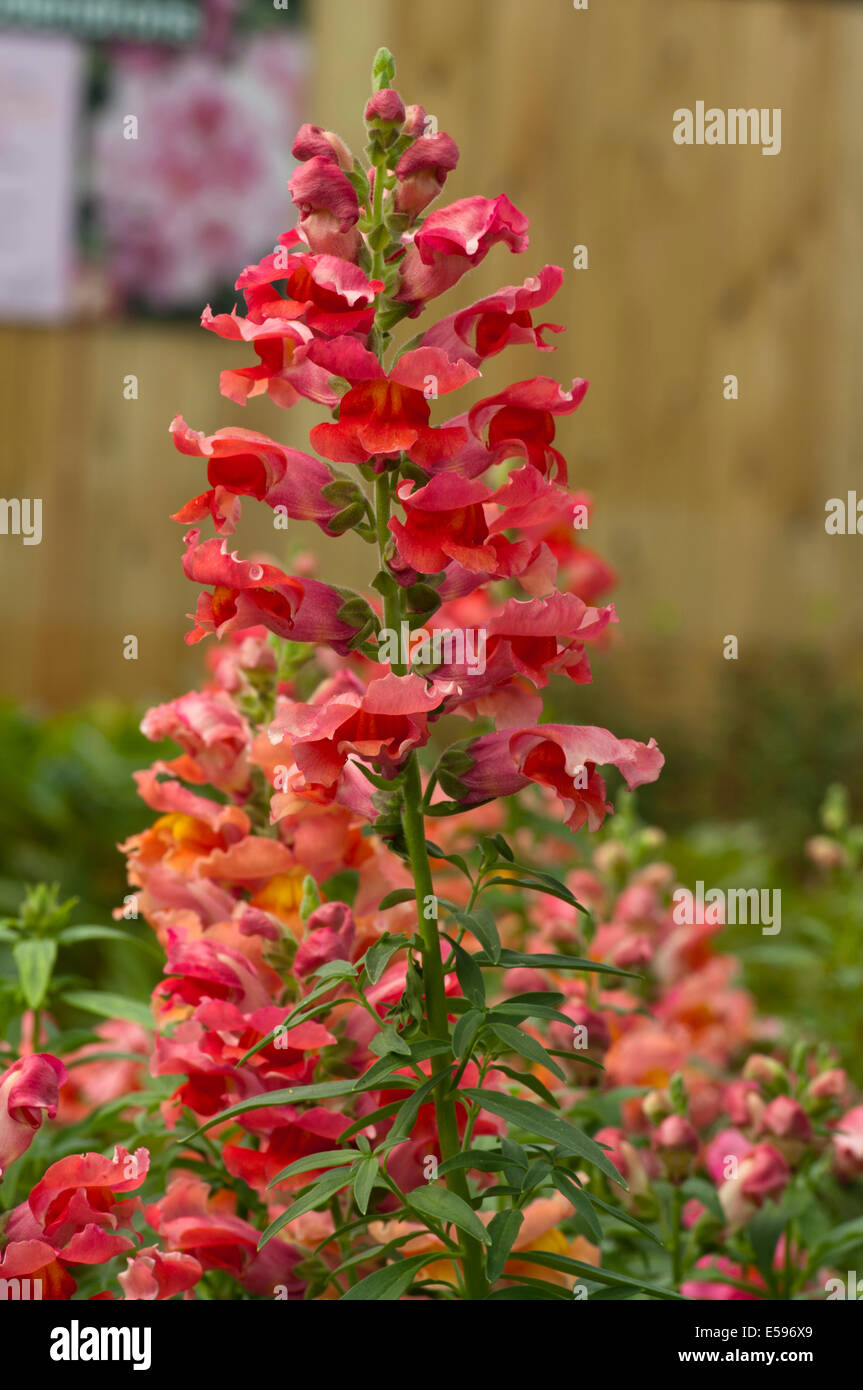Red Antirrhinum Commonly known as Snapdragon Stock Photo
